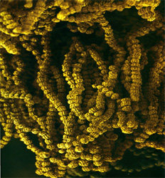 Aspergillus niger