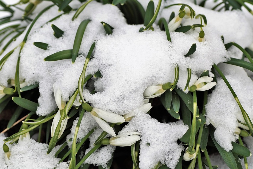 Холодный май со снегом и ливнями ожидается в Свердловской области