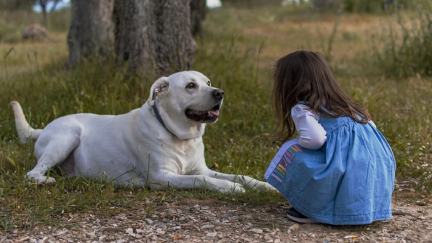 5 правил поведения с собаками, которым нужно обучить детей