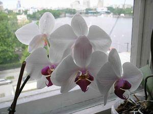 Ваша первая орхидея. Советы начинающим
