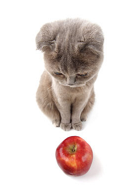 Чем не стоит угощать кошку? 10 опасных продуктов с нашего стола