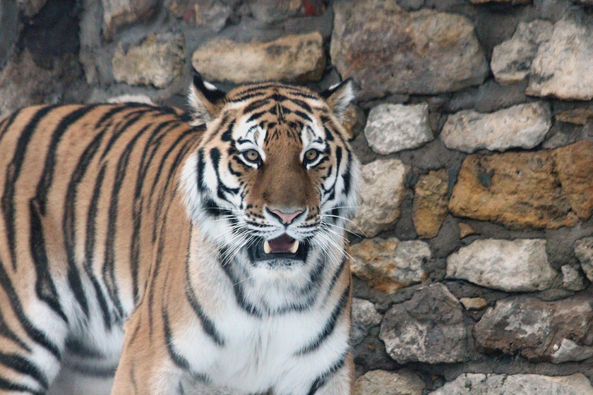 Директору крымского парка "Тайган", где тигр откусил палец ребенку, присудили два года колонии