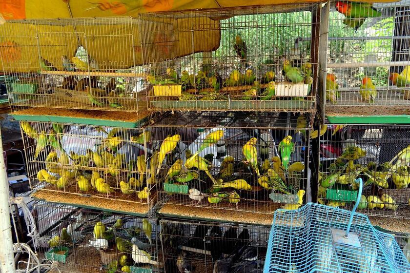 Госдума во втором чтении одобрила запрет на торговлю животными в зоомагазинах и на рынках