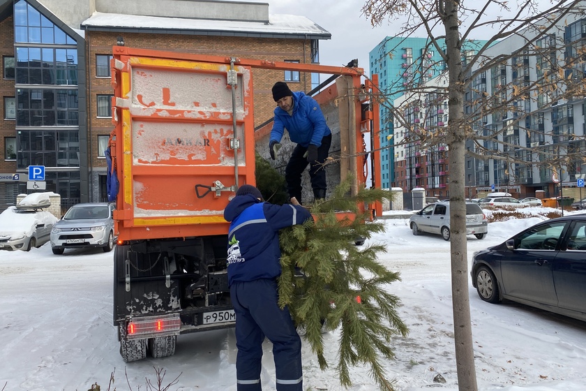 Не выбрасывайте новогодние елки в мусорные баки! Прочитайте, как правильно избавиться от дерева