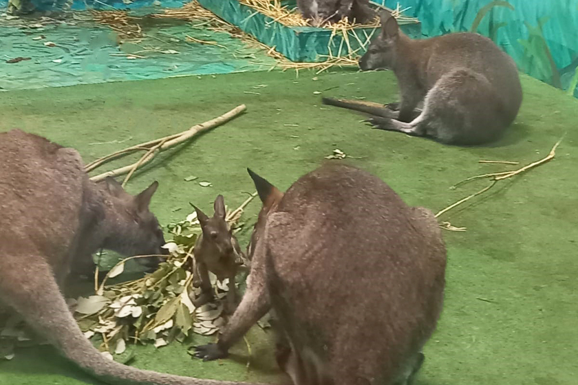 В екатеринбургском зоопарке появились маленькие кенгурята