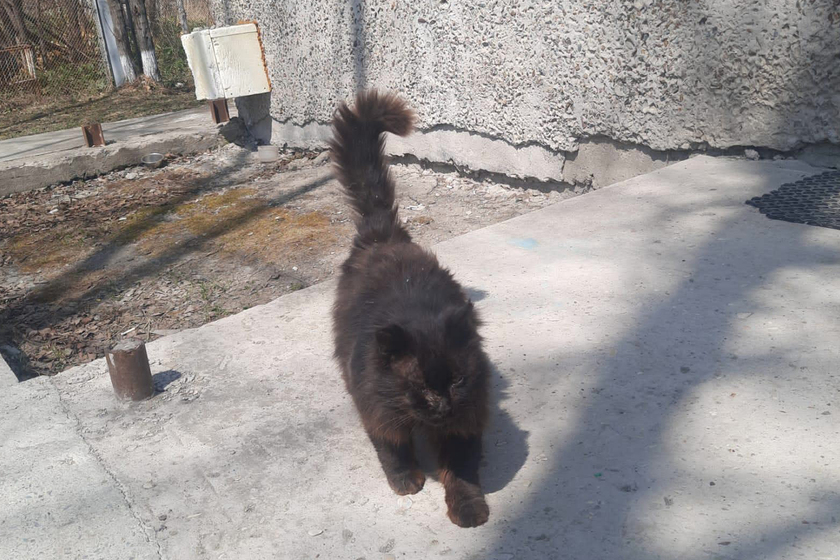 На Сахалине бездомный кот сам ходит в ветеринарную клинику каждый год 