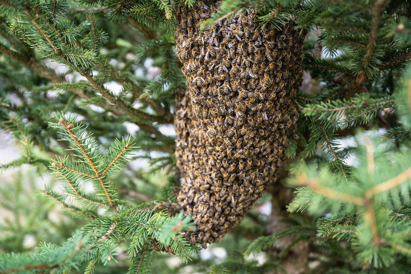 Пчеловодов заставили убрать ульи из-за аллергии соседских детей