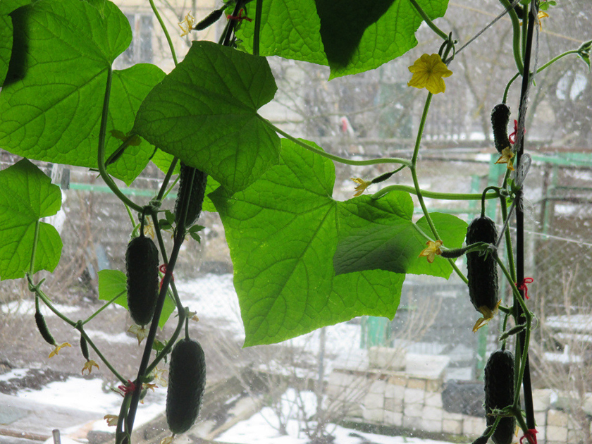 Как вырастить огурцы на балконе: правила и секреты выращивания