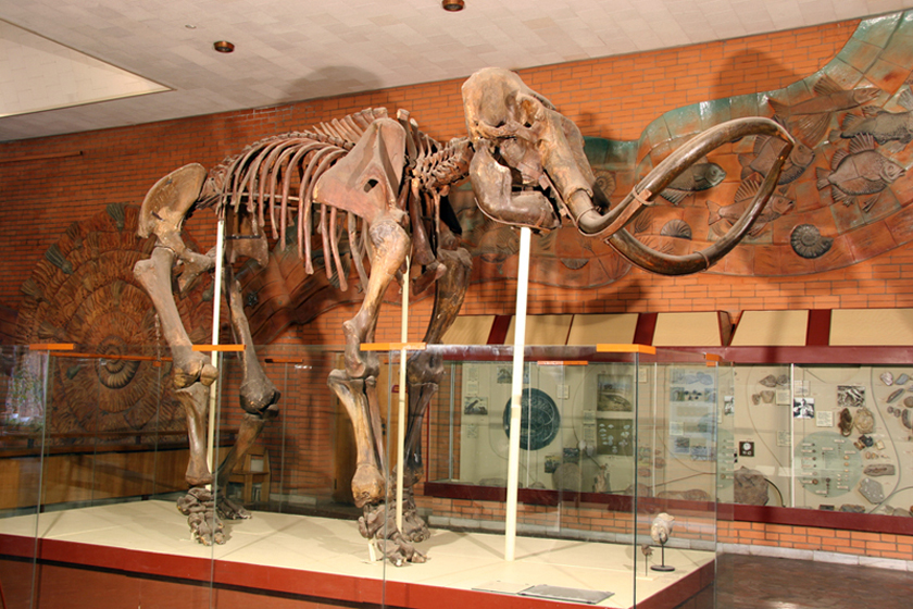 Музей динозавров в москве фото экспонатов